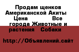 Продам щенков Американской Акиты › Цена ­ 25 000 - Все города Животные и растения » Собаки   